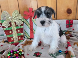 Miniature Schnauzer dogs tina - Ad 5