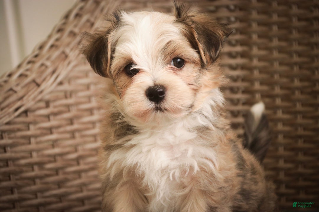 Havanese
