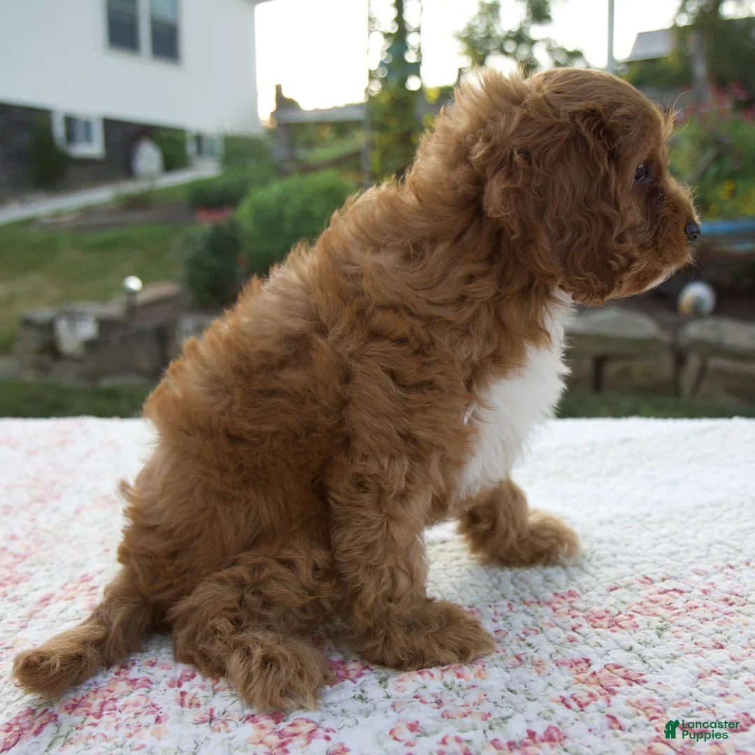 Cavapoo dogs for sale: Talia - Ad 2