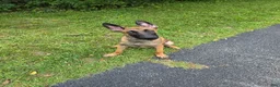 Belgian Malinois dogs for sale: Belgian Malinois 1 - Ad 2