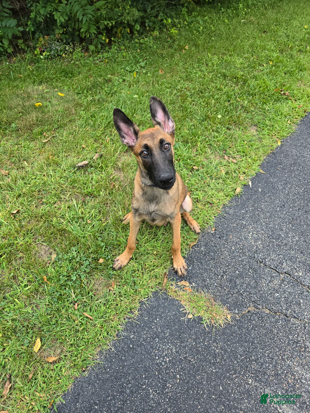 Belgian Malinois dogs for sale: Belgian Malinois 1 - Ad 2