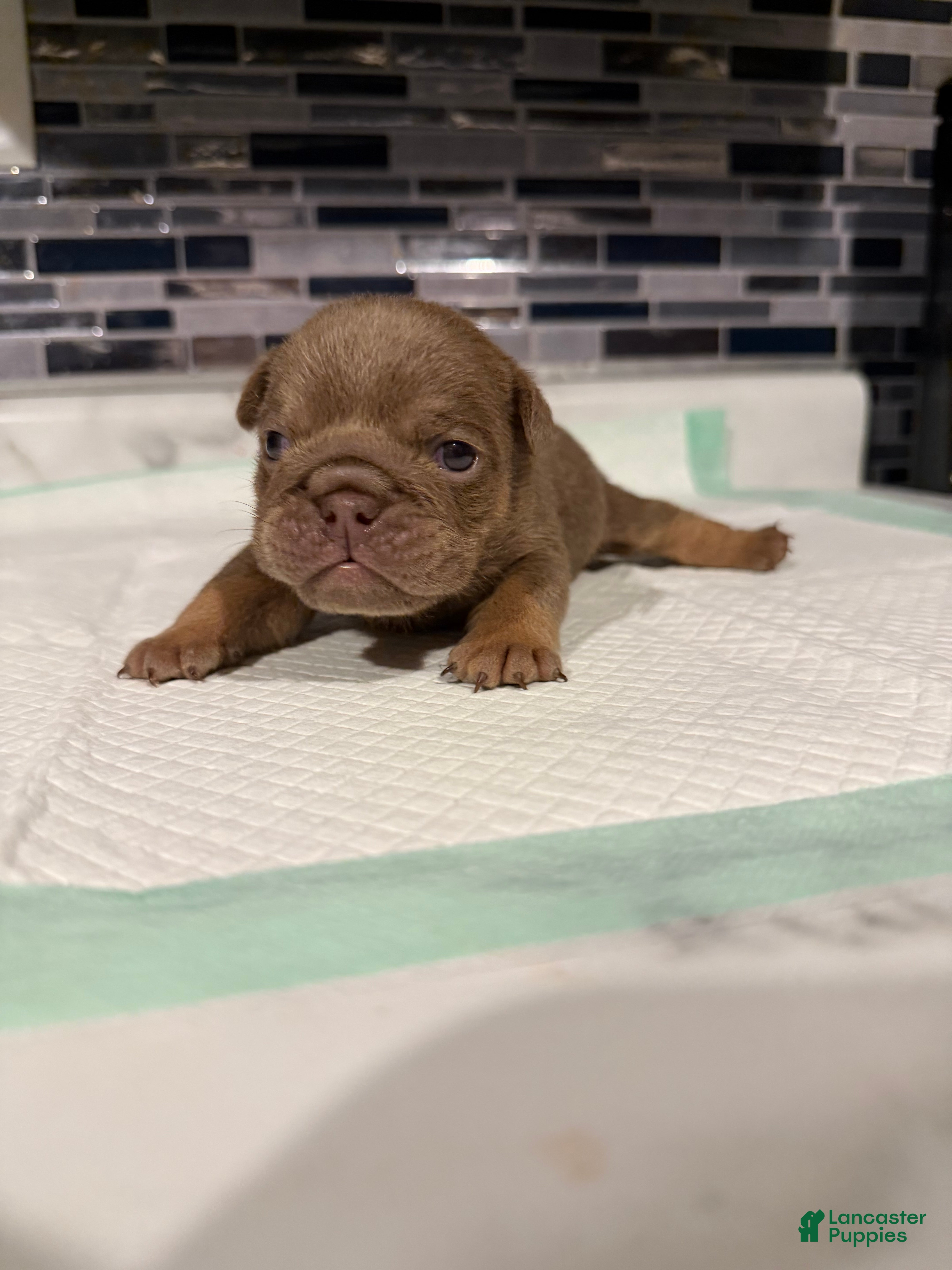 English Bulldog dogs Lilac full suit female  - Ad 28