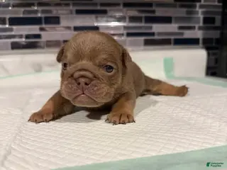 English Bulldog dogs Lilac full suit female - Ad 28