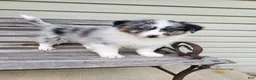 Australian Shepherd dogs for sale: Judy - Ad 5