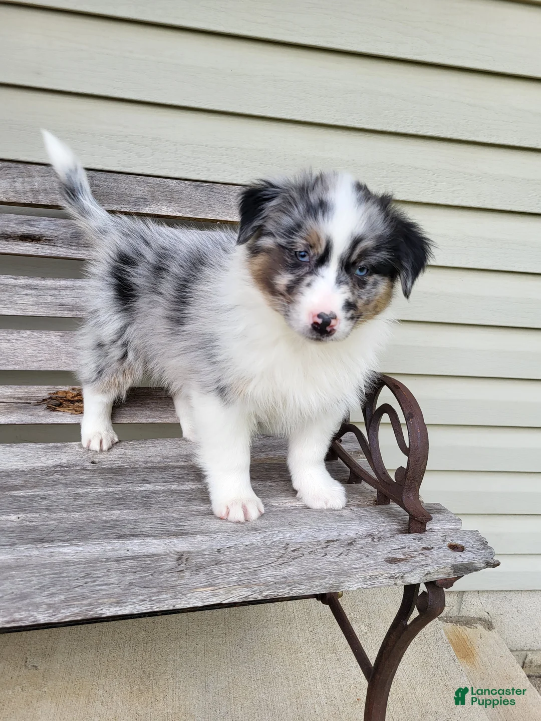 Australian Shepherd dogs for sale: Judy - Ad 5