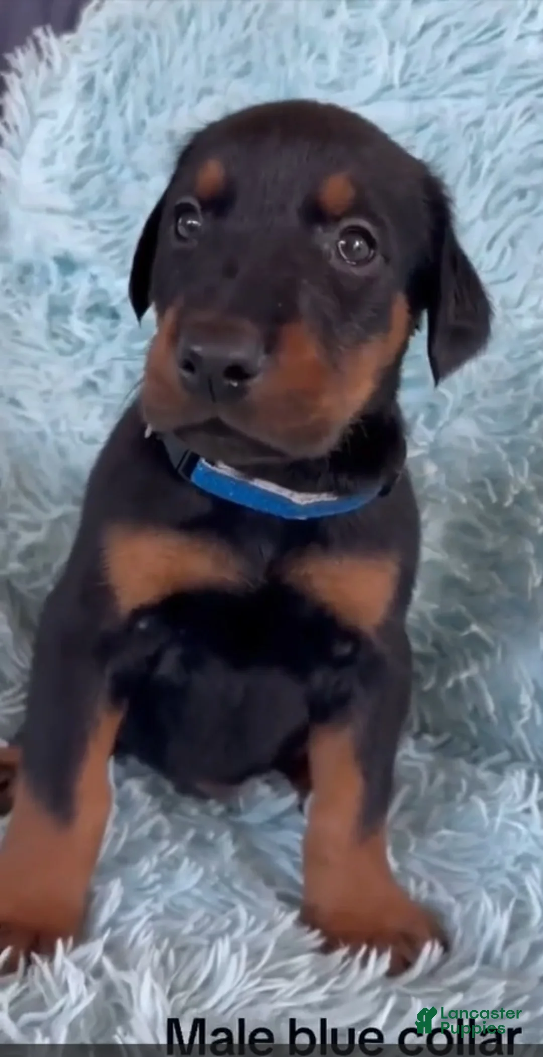 Doberman Pinscher dogs for sale: Doberman Pinscher 1 - Ad 2