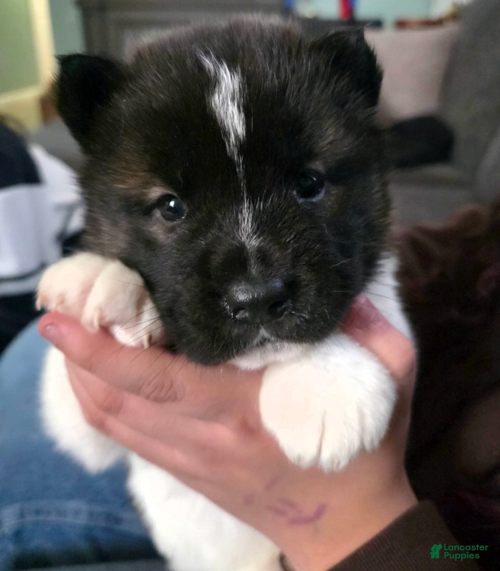 Akita dogs Princesa  - Ad 23