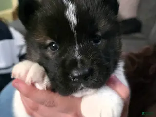 Akita dogs Princesa - Ad 30