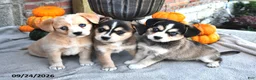 Mixed Breed dogs for sale: Skipper - Ad 5