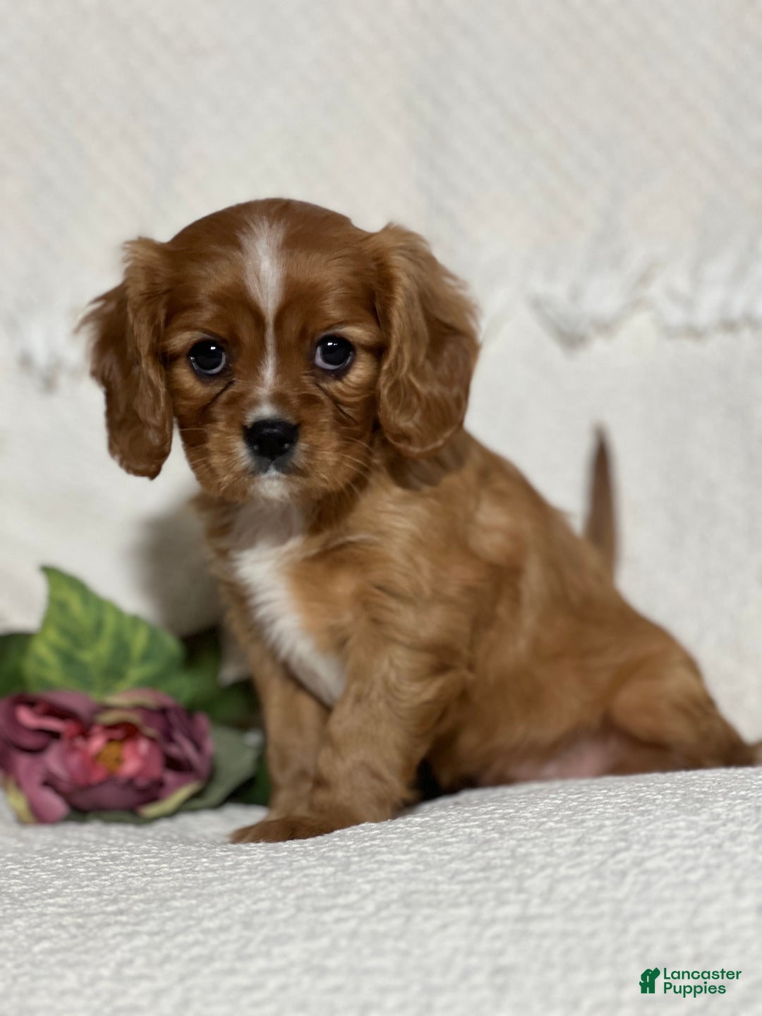 Cavalier King Charles Spaniel dogs for sale: Vanessa  - Ad 2