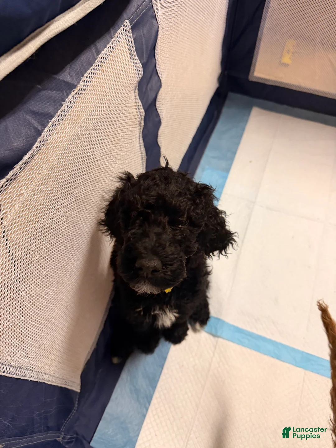 Goldendoodle dogs for sale: Goldendoodle Puppy 2 - Ad 1