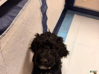 Goldendoodle dogs for sale: Goldendoodle Puppy 2 - Ad 1