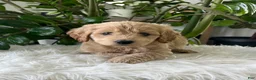 Mini Goldendoodle dogs for sale: Anita  - Ad 3