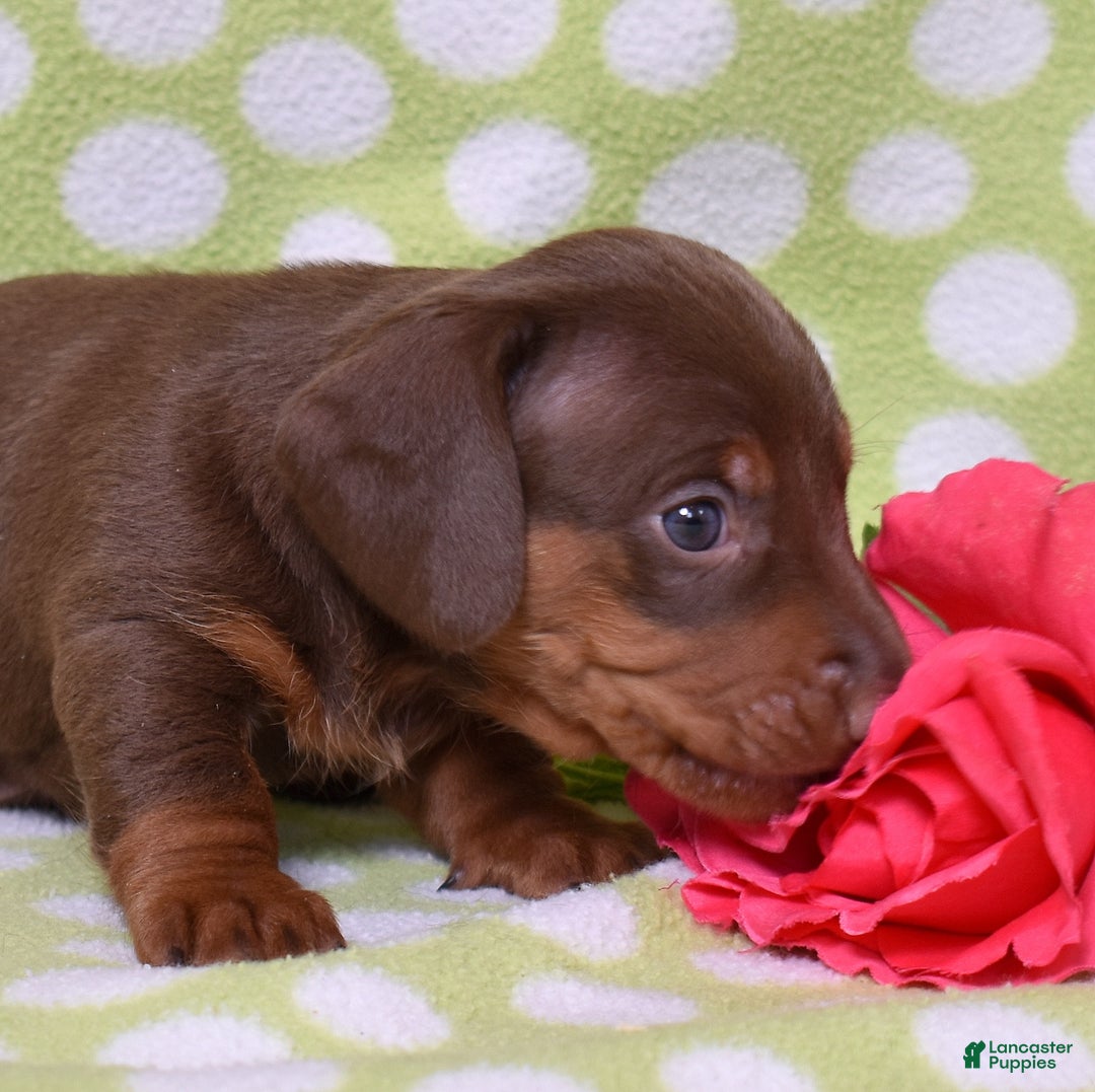 Miniature Dachshund dogs for sale: Wilbur  - Ad 5