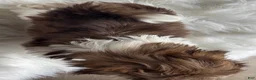 Shih Tzu dogs for sale: Luke - Ad 4