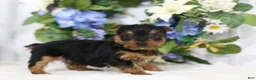 Yorkshire Terrier dogs for sale: Chase - Ad 4