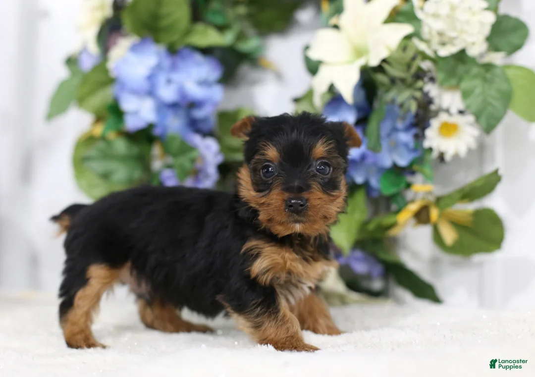 Yorkshire Terrier dogs for sale: Chase - Ad 4