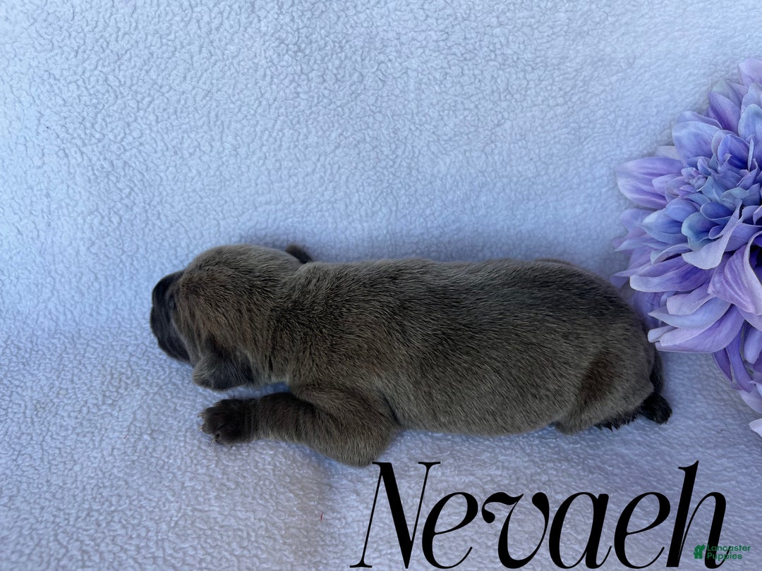 Cane Corso dogs for sale: Nevaeh - Ad 2