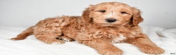 Mini Goldendoodle dogs for sale: Noelle - Ad 15