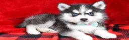 Pomsky dogs for sale: Vance - Ad 2