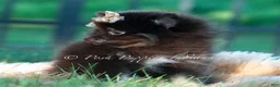 Pomeranian dogs for sale: Mocha - Ad 4