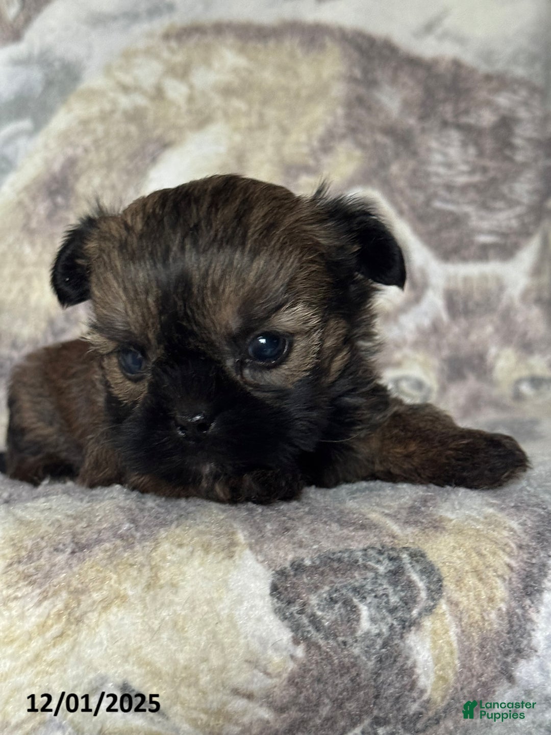Shorkie dogs for sale: Benny - Ad 2