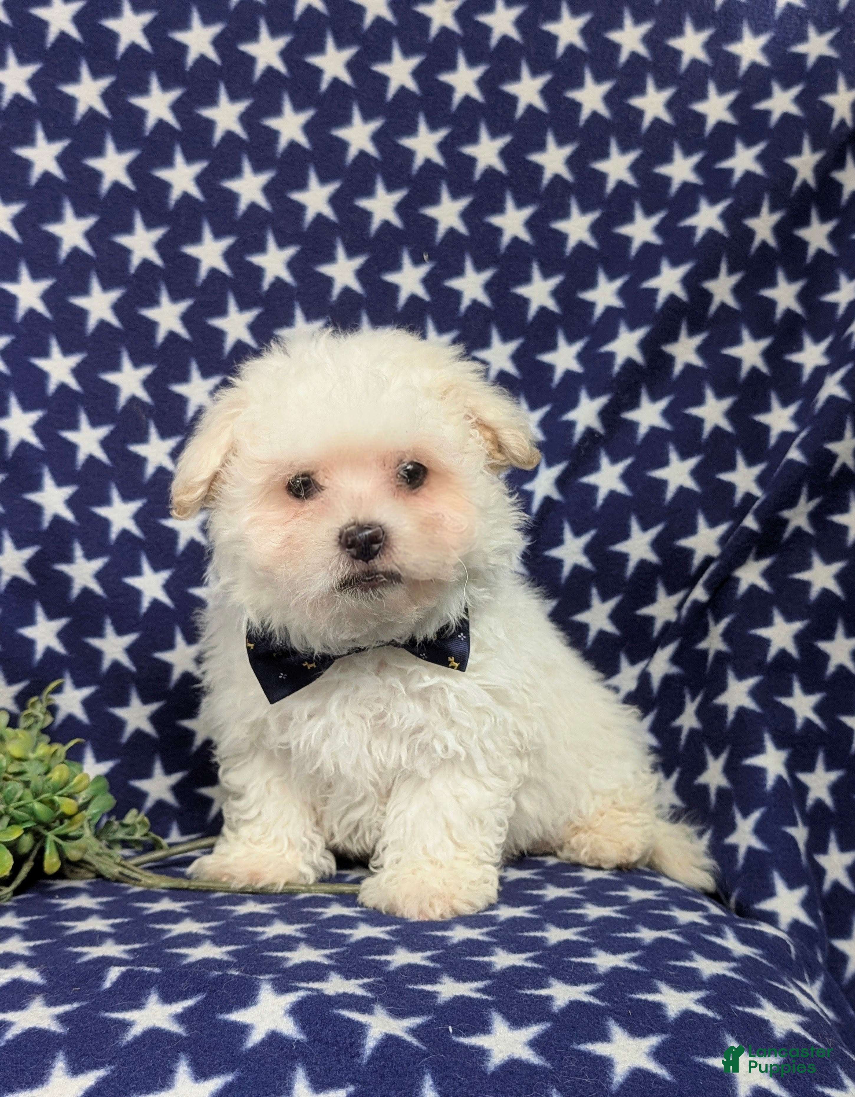 Bichon Frise dogs Body - Ad 10