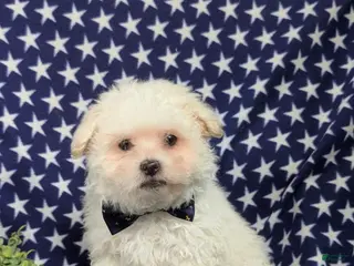 Bichon Frise dogs Body - Ad 34