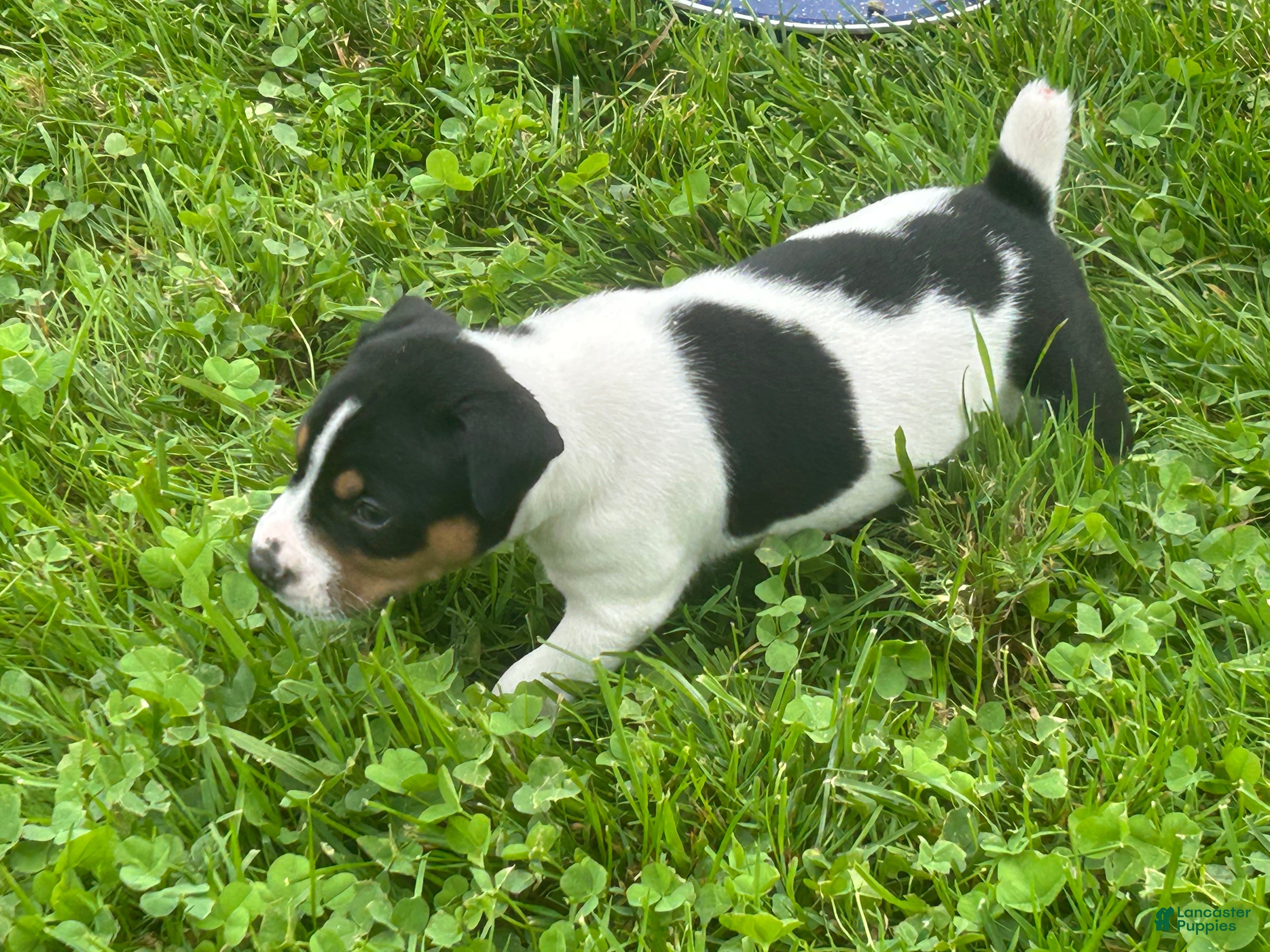 Rat Terrier dogs Old Dominion terrier George - Ad 13