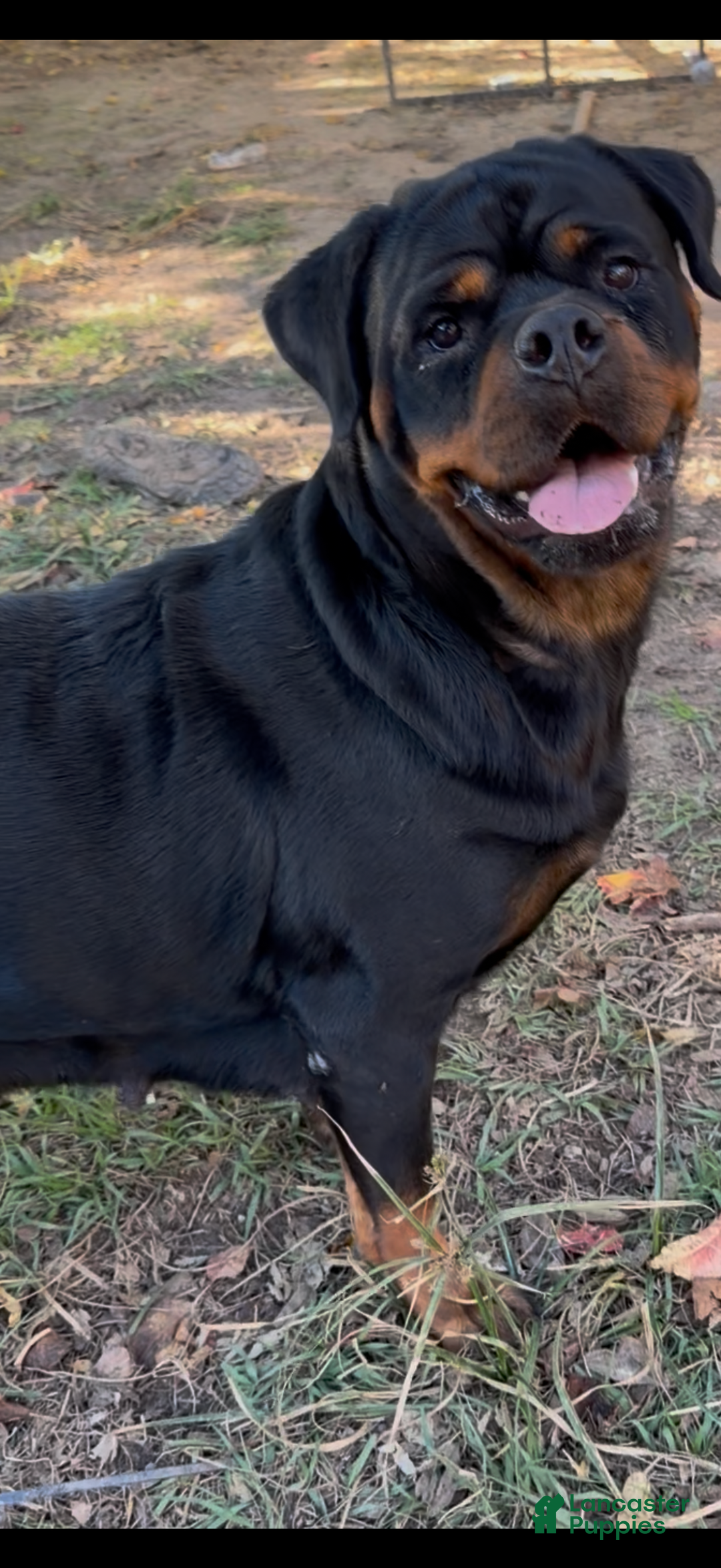 Rottweiler dogs for sale: Rottweiler Puppy 2 - Ad 2