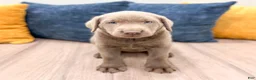 Labrador Retriever dogs for sale: Shadow - Ad 1