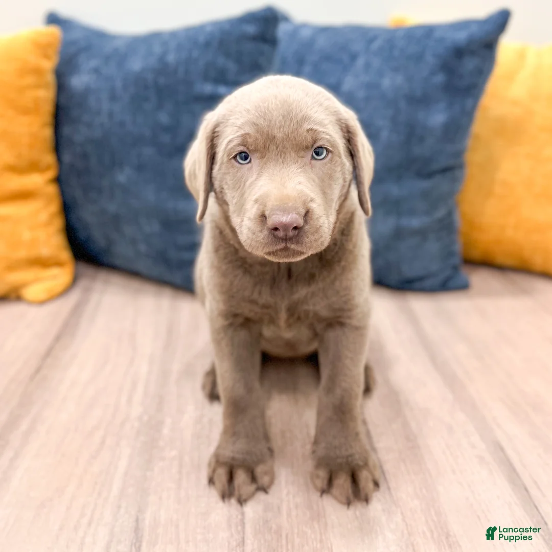Labrador Retriever dogs for sale: Shadow - Ad 1