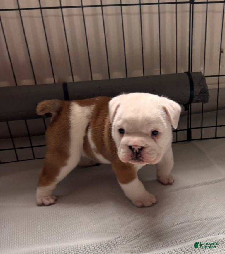 English Bulldog dogs English Bulldog 3 - Ad 13