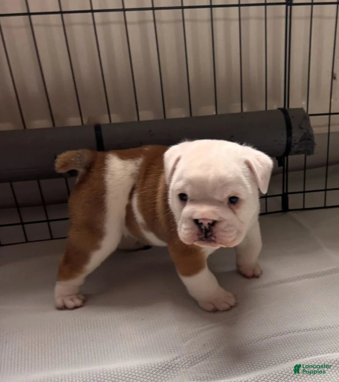 English Bulldog dogs for sale: English Bulldog 3 - Ad 1