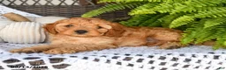 Cavapoo dogs for sale: Adrian - Ad 2
