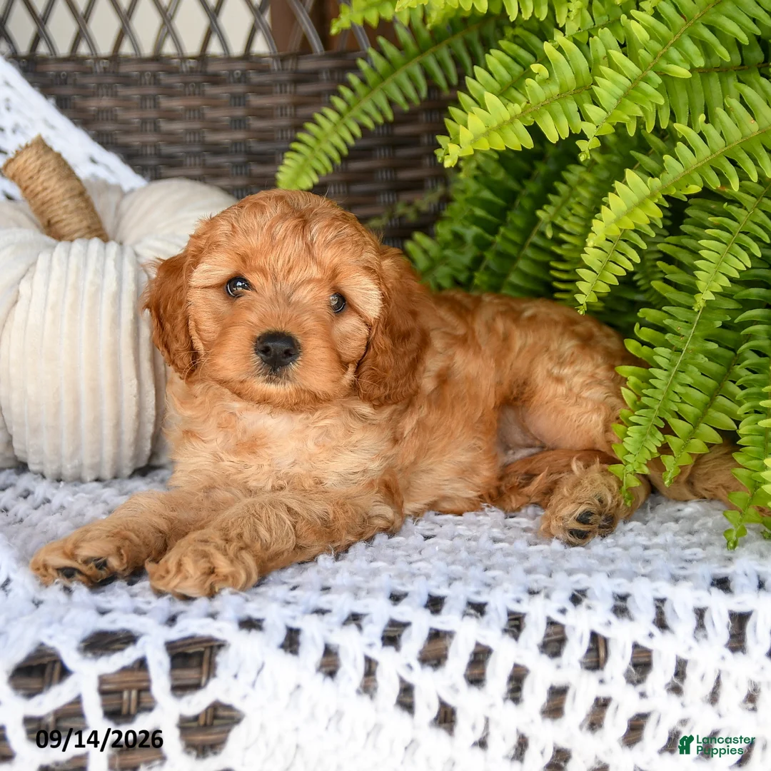 Cavapoo dogs for sale: Adrian - Ad 2