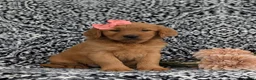 Golden Retriever dogs for sale: Yolanda AKC Reg - Ad 3