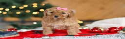 Mini Goldendoodle dogs for sale: Belle  - Ad 3