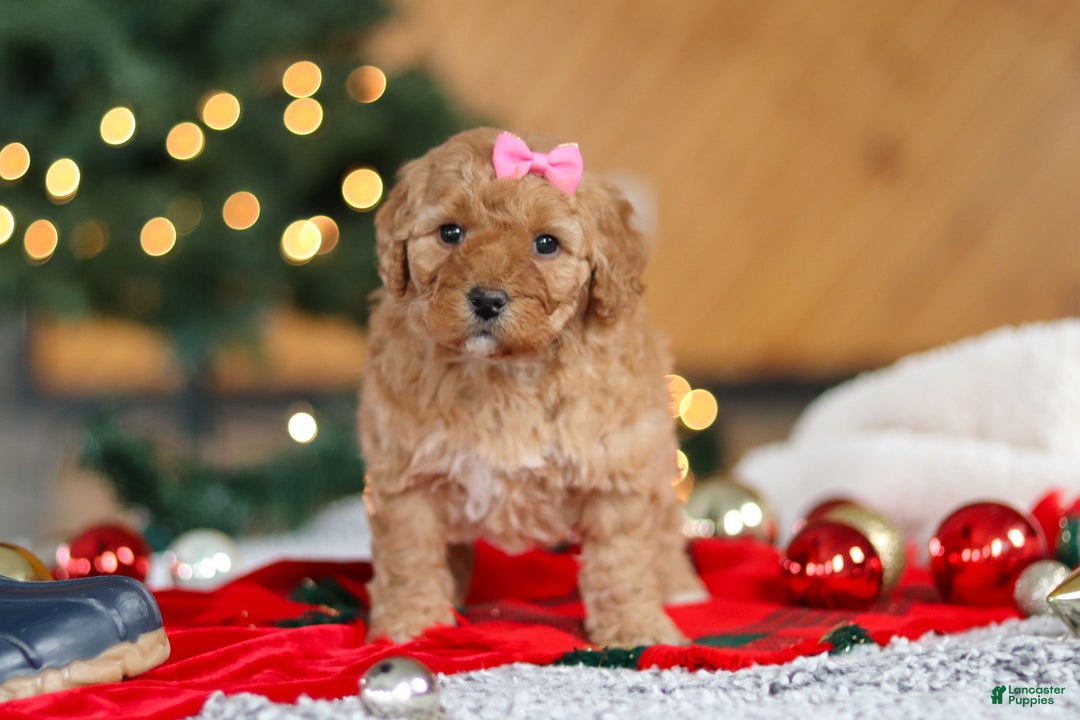 Mini Goldendoodle dogs for sale: Belle  - Ad 3