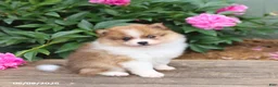 Pomeranian dogs for sale: Kodiak - Ad 3