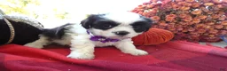 Shih Tzu dogs for sale: Shih Tzu 8 Catrina - Ad 3