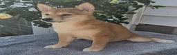 Shiba Inu dogs for sale: Mitch - Ad 3