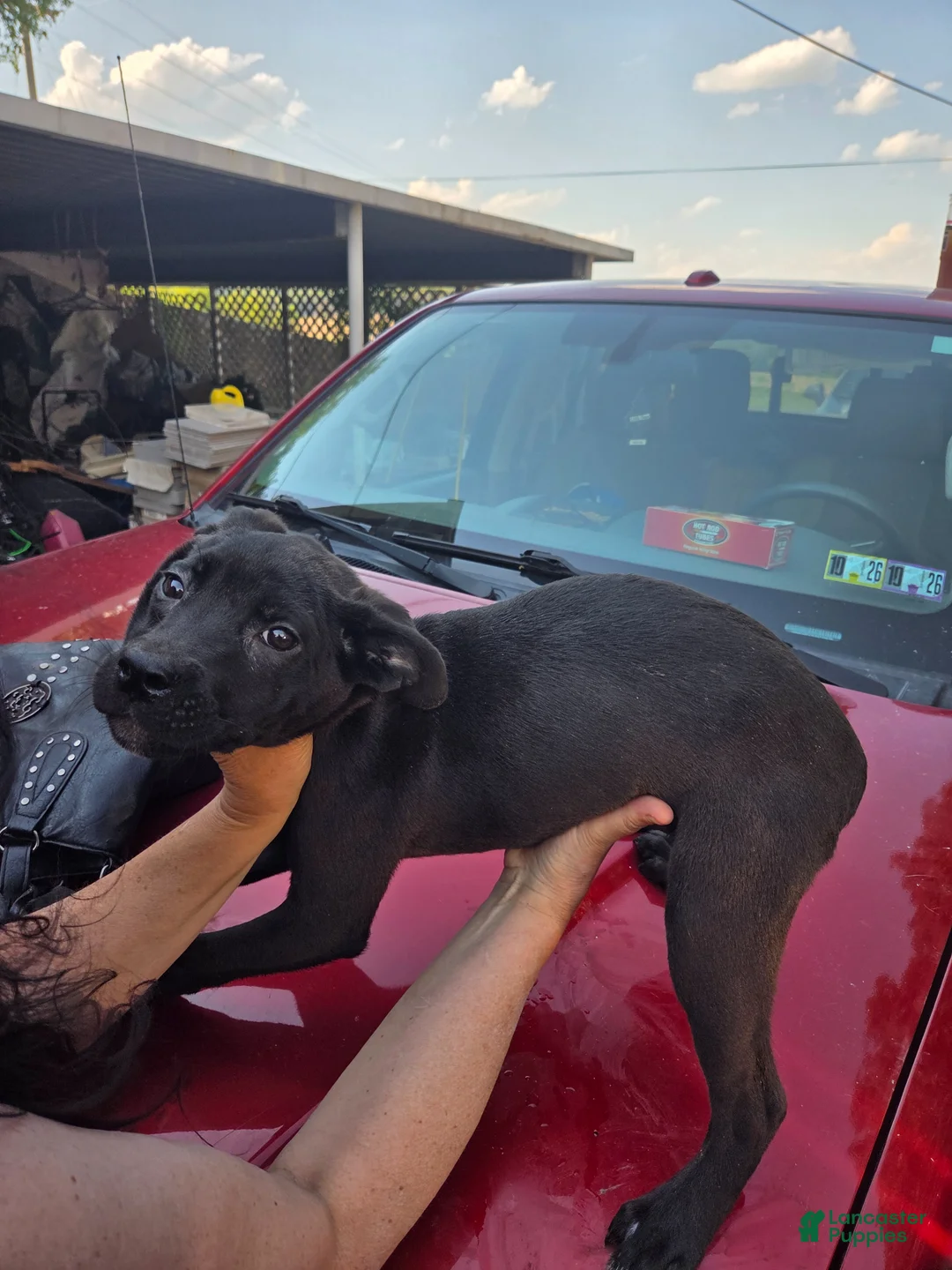 Mixed Breed dogs for sale: Mixed Breed Puppy 3 - Ad 1