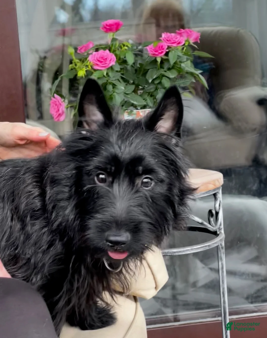 Scottish Terrier dogs for sale: Scottish Terrier Puppy 2 - Ad 3