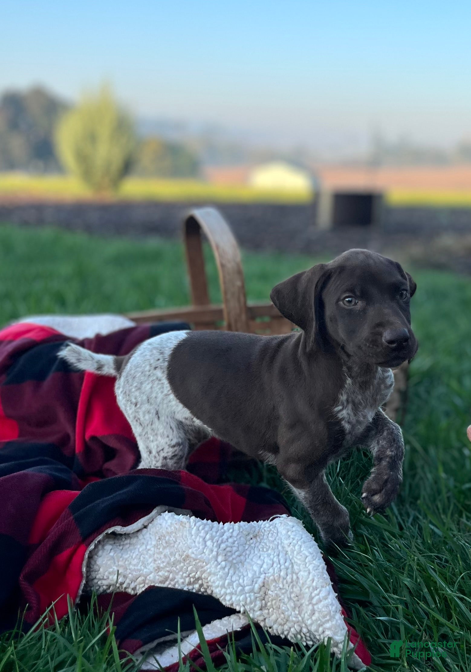 German Shorthaired Pointer dogs Gemma❤️AKC Registered🐾Text or Call today - Ad 1