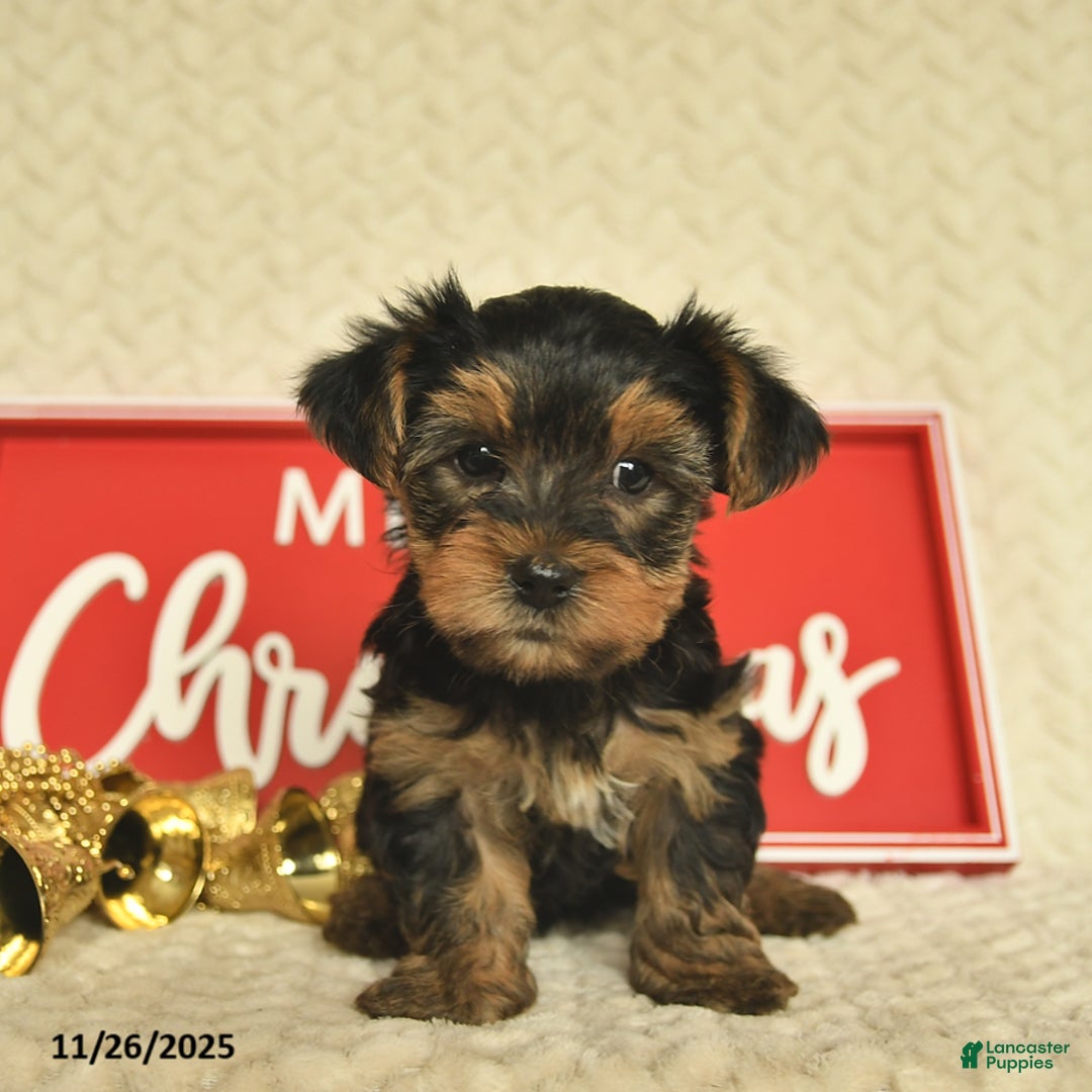 Yorkiepoo dogs for sale: Dwilyn - Ad 6