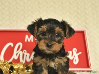 Yorkiepoo dogs Dwilyn - Ad 8