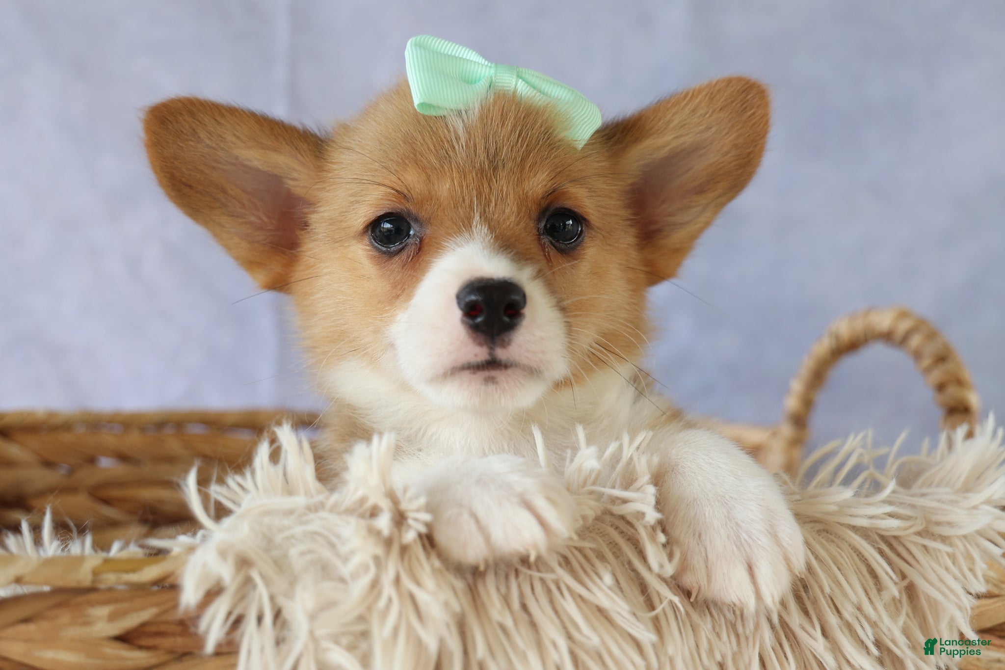Welsh Corgi Pembroke dogs Zella 💗 - Ad 1