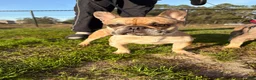 French Bulldog dogs for sale: French Bulldog 2 - Ad 3