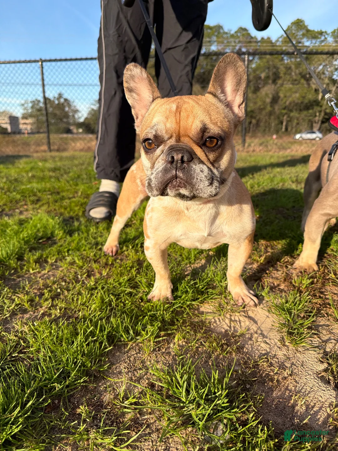 French Bulldog dogs for sale: French Bulldog 2 - Ad 3